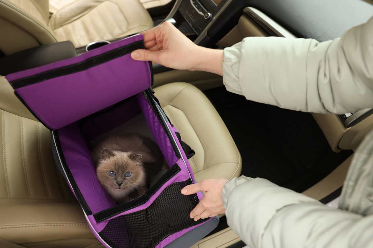 Pourquoi mon chat vomit en voiture ?